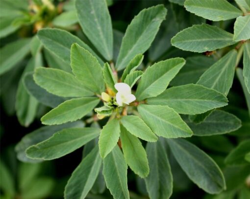 Organic Fenugreek Seeds - Image 5