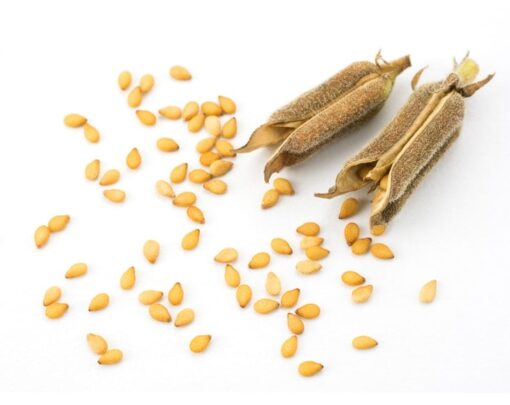 Organic Unhulled (Natural) Sesame Seeds - Image 4