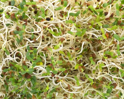Salad Mix of Sprouting Seeds - Image 3