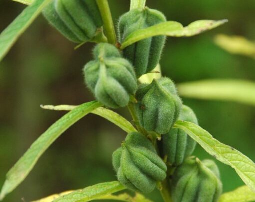 Unhulled (Natural) Sesame Seeds - Image 4